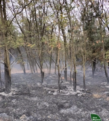 На Кіровоградщині горіли молоді соснові насадження (ФОТОФАКТ)