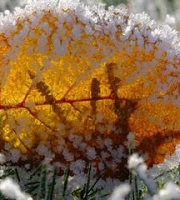 У Полтаві - похолодання до нуля і заморозки