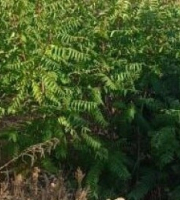 Хотів сфотографуватися: на Одещині підлітка вдарило током на залізничних коліях