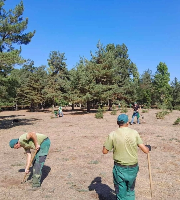 У миколаївському парку «Ліски» висадили понад сотню саджанців сосни замість повалених буревієм