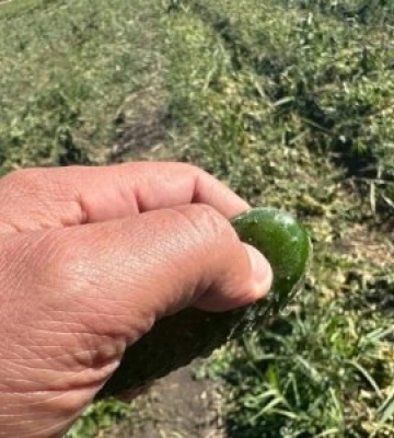 Перші приморозки на Миколаївщині не дозволили повністю зібрати врожай овочів другого обороту
