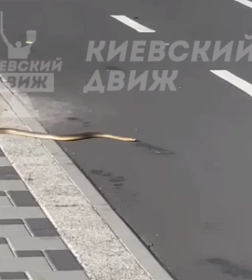 У Києві помітили велику змію, яка повзла по вулиці: відео