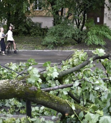 Садовий зріже дерева у центрі Львова