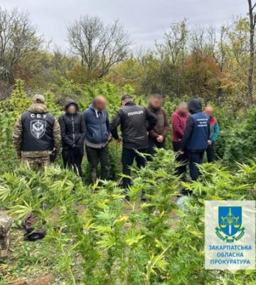 На Закарпатті правоохоронці викрили масштабну наркоплантацію – шістьох підозрюваних взято під варту з правом внести 36,2 млн грн&amp;hellip;