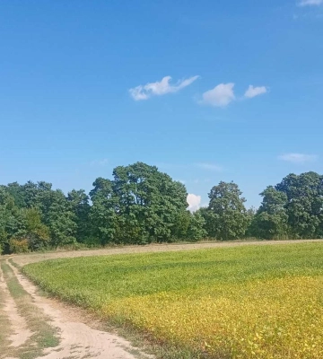 60 гектарів на десятки років: громада в Луцькому районі віддає в оренду землі
