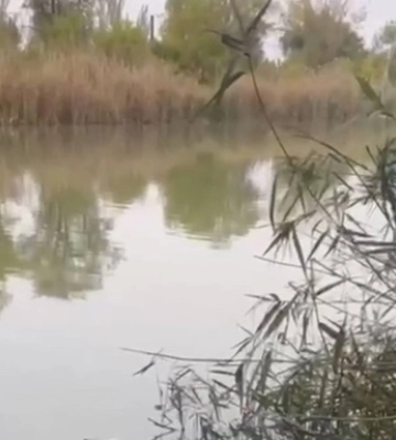 Жители Кривого Рога страдают от вони из-за мора рыбы