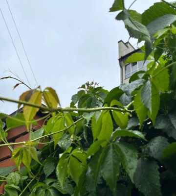 Якою буде погода на Івано-Франківщині 15 жовтня