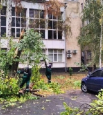 В Одесі через негоду повалені близько 20 дерев та великих гілок