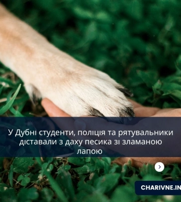 Рятувальна операція чотирилапого: у Дубні з даху будівлі знімали травмованого пса (ВІДЕО)