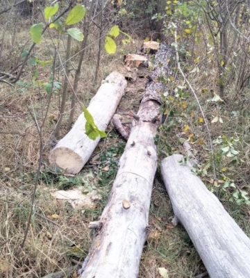 Держекоінспекція продовжує фіксувати факти самовільного порубу лісових насаджень на Сумщині