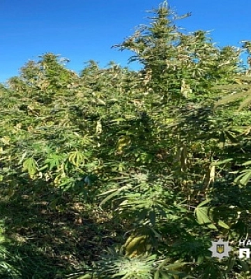 На Днепропетровщине разоблачили мужчину в выращивании конопли
