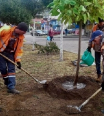 У Костополі розпочали осінню висадку дерев