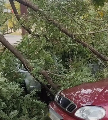 У Дніпрі дерево впало на припарковані автомобілі