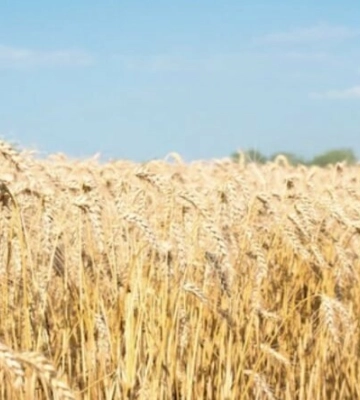 Виробники Львівщини зібрали понад 65% врожаю