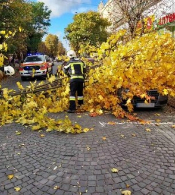 На Закарпатті через сильний вітер на автомобіль впало дерево 