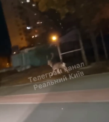 В Подольском районе Киева заметили оленя, видео