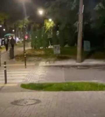 Руда вийшла на прогулянку: у Луцьку в центрі міста помітили хижу тварину