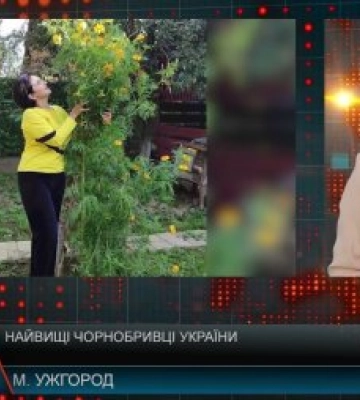 Рекорд України: чорнобривці висотою понад 2 метри виростили в Ужгороді