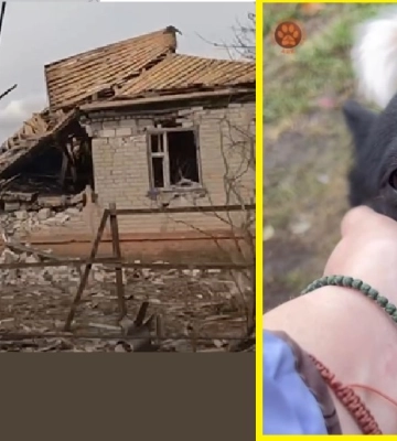 Собака на Харьковщине чудом выжила во время прямого попадания в дом (видео)