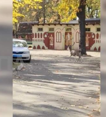 В Киеве полицейские и зоозащитники помогли оленю, который ночью бегал во дворах домов. Видео