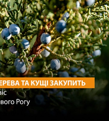 У Кривому Розі висадять дерева та кущі