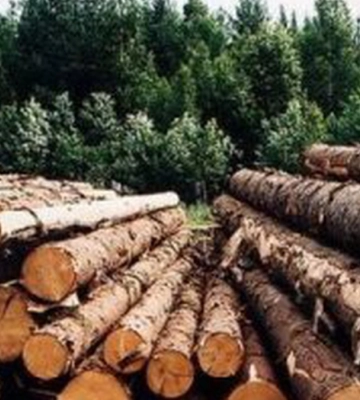 В Україні видано перший електронний лісорубний квиток