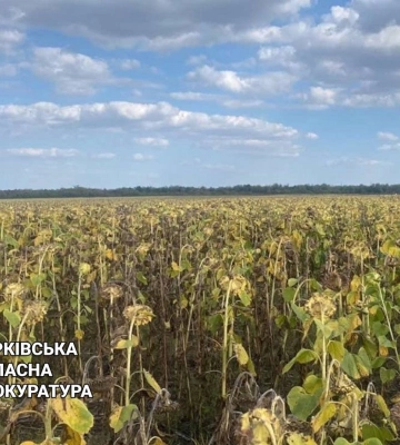 Незаконно засіяв соняшником 50 га: на Харківщині судитимуть “фермера”