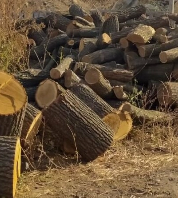 На Одещині трьох юнаків викрили у незаконній порубці дерев