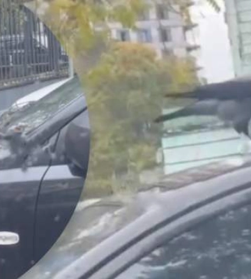 В Днепре любознательная ворона украла штраф за неправильную парковку: эпическое видео