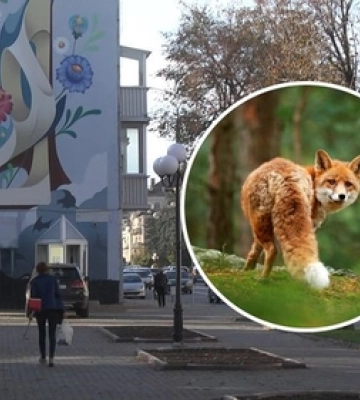 Дикі лисиці на вулицях Луцька: чи є небезпека та що кажуть в міськраді