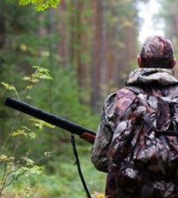 На Полтавщині планують відстріляти понад 600 диких лисиць