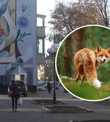 Дикі лисиці бігають Луцьком: чи є небезпека для людей