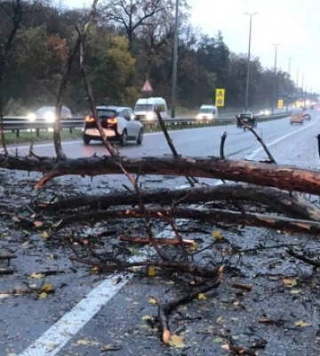 На Брест-Литовському шосе впало дерево, рух в напрямку Києва ускладнений - патрульні