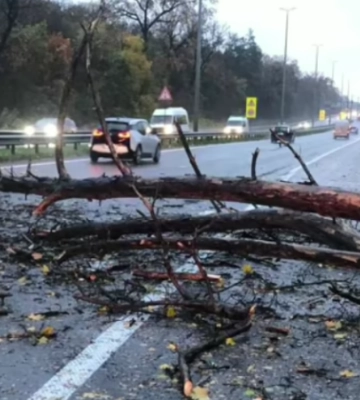 В Киеве дерево упало на мужчину, он умер от полученных травм, — КГГА