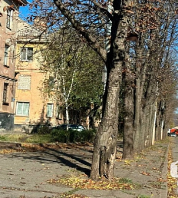Через обвал дерева у Кривому Розі тролейбус змінив маршрут