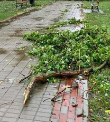 У Києві лютує негода: дерева вбили двох людей, фото та відео