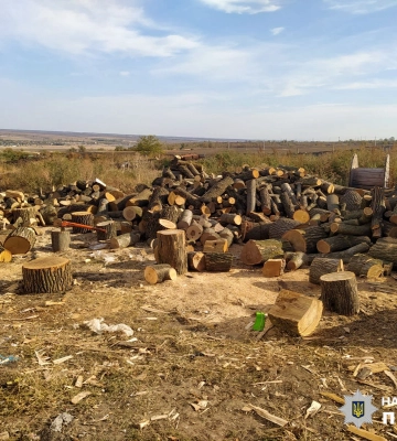 На Одещині у лісосмузі вирубали дерева