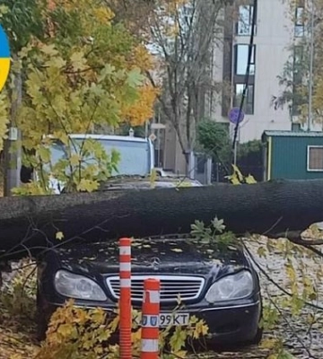В Киеве дерево убило человека