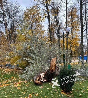 Шість дерев і дві великі гілки впали у Харкові сьогодні через буревій