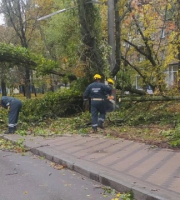 У Києві виявили понад пів тисячі повалених або пошкоджених дерев