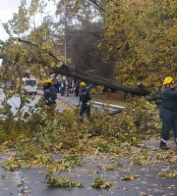 У Києві через повалені дерева ускладнено рух у Подільському та Шевченківському районах 