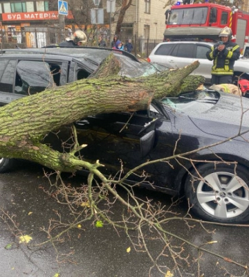 В Ірпені на автомобіль під час руху впало дерево