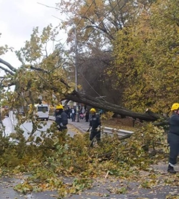 У Києві повалено сотні дерев через негоду