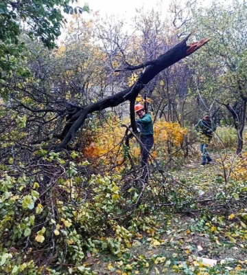 78 деревьев и 74 большие ветки упали в Харькове из-за урагана 