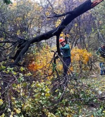 Негода у Харкові. У різних районах міста впало 101 дерево та 94 гілки