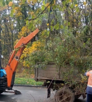 У парку на Браїлках у Полтаві висадили нові дерева