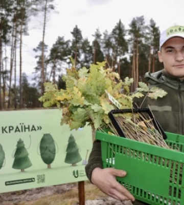 Лісівники трьох областей висадили близько 120 тисяч сіянців