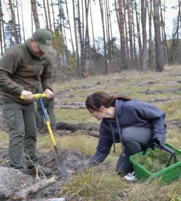 Лісівники трьох областей висадили близько 120 тисяч сіянців