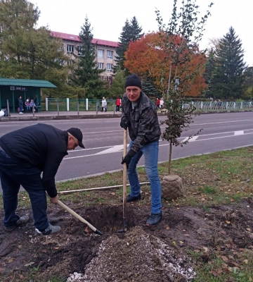 У Здолбунові не лише зрізають, але й садять