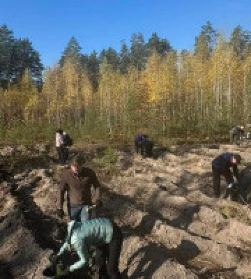 Поблизу аеропорту у Гостомелі почали висаджувати новий ліс: навіщо це рішення